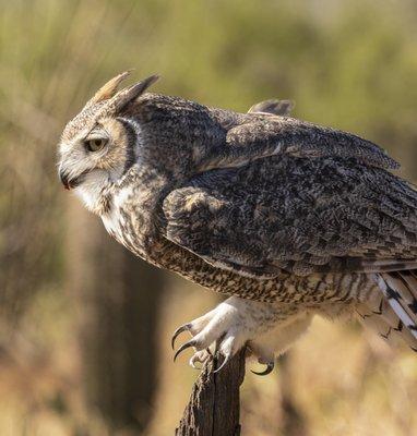 Great horned owl