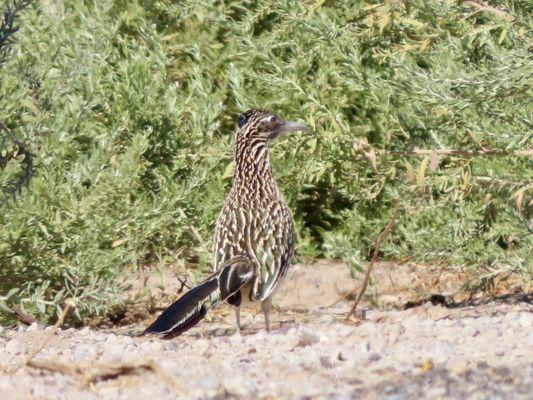 Roadrunner