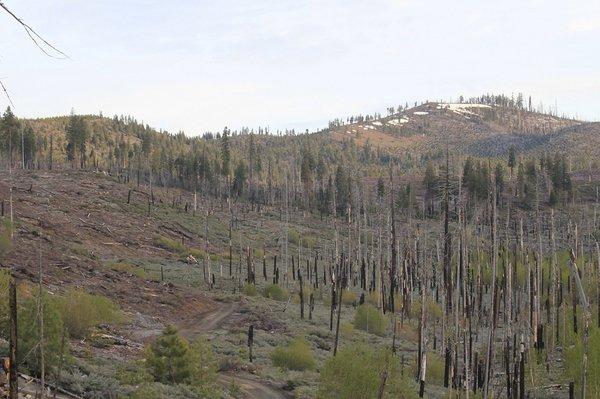 This forest is coming back to life thanks to our partner companies planting trees!!!