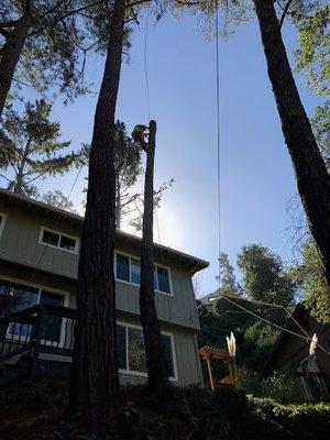 Tree Climbing - Monterey Pine Removal