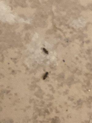 Example of ants in bath.