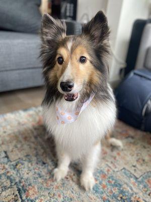 Sweet Pea, our Sheltie Angel looking Beautiful after her first groom with Evelyn