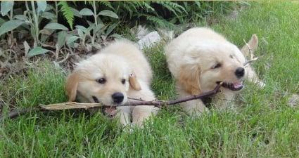 Hailey (Dr. Erikson's dog) and her brother Buddy (right).  She's at work most days and loves new friends. Be sure to look for her!