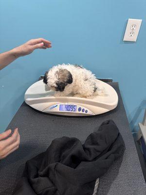 Puppy getting weighed