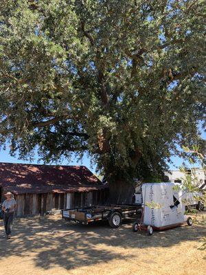 The shade from this giant Oak tree made for a great delivery on a very hot summer day.