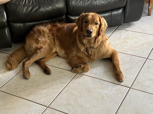 Puppy after grooming