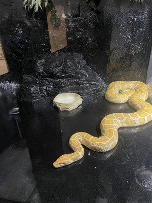 Snake with empty water bowl and no hide.