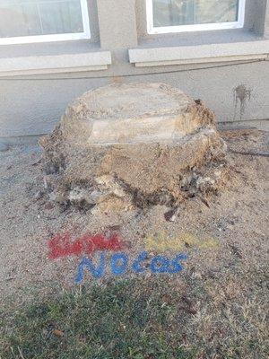 Stump Premarked for Utilities