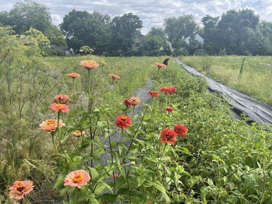 Flowers and butterfly- gorgeous farm