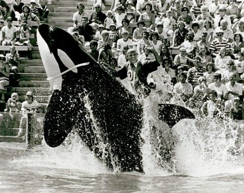 Ken working at Sea World in 1978