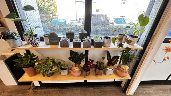 Cute plant shop