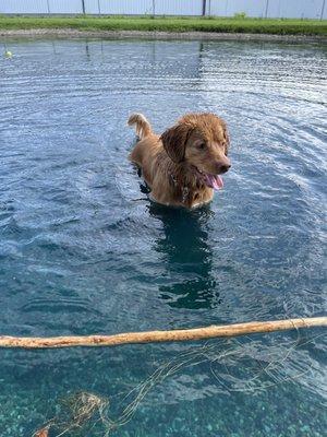 Savannah loves swimming in the pond during summer time