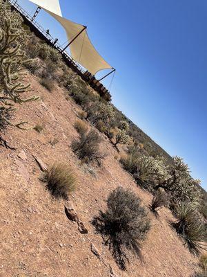 Joshua Tree Forest