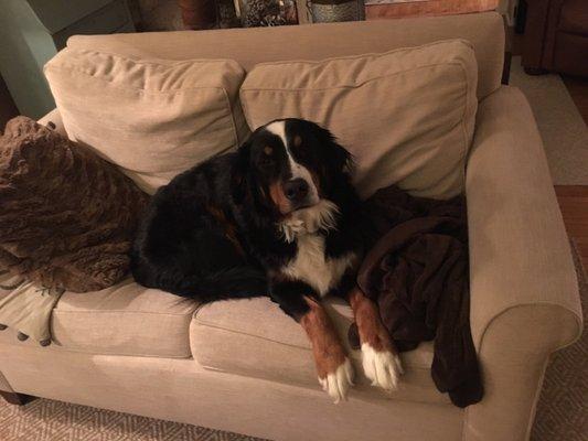 So clean she thought she was allowed on the couch.