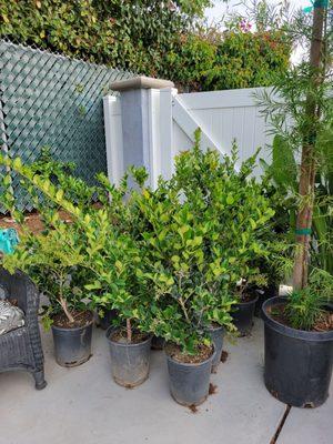 5-gallon Ligustrum