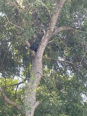 Cat stuck in tree