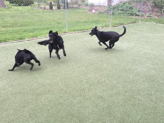 Our daycare customers love that their dogs get interact and play all day long!