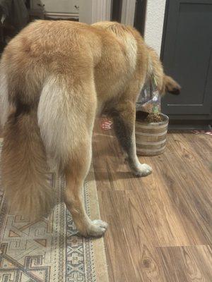 The cutest big fluffy dog butt!