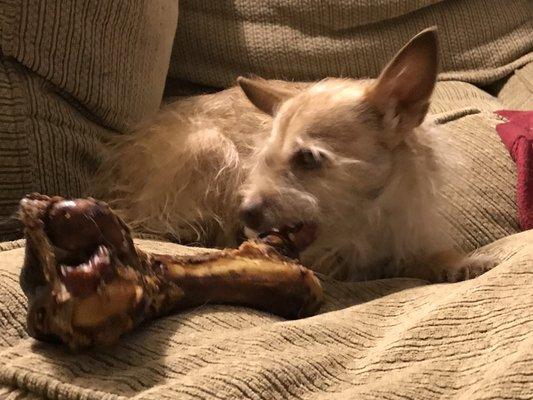 Vishy with her enormous bone.