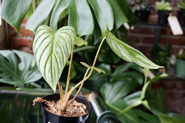 Philodendron Mamei - currently available in store. Stop in to view!