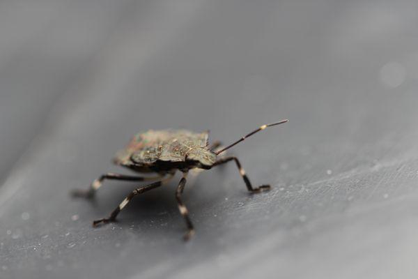 Marmorated Stink Bug