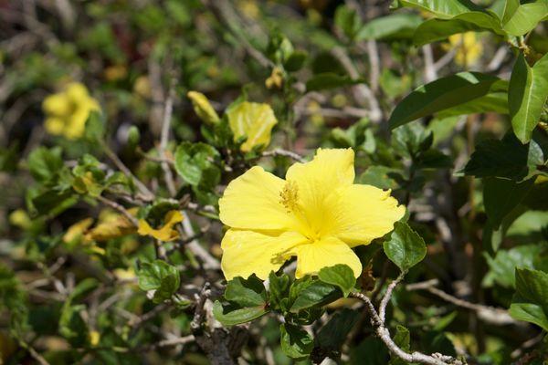 The yellow hibiscus is Hawaii's official state flower, also known as hibiscus brackenridgei.