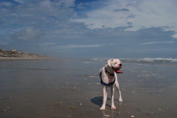 Chesty loves the beach