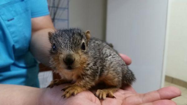 Squirrel in wildlife rescue.