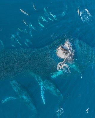 Humpback whales and dolphin feeding on whale watch