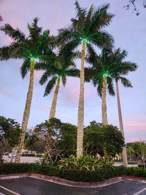 11/18/2023 (Saturday) at The Walk at University ... in Coral Springs!  Lovely decorated Palm  trees!