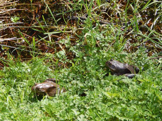 Two big froggies.