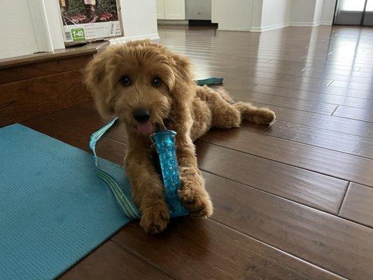 Noodle - mini goldendoodle - 4 months