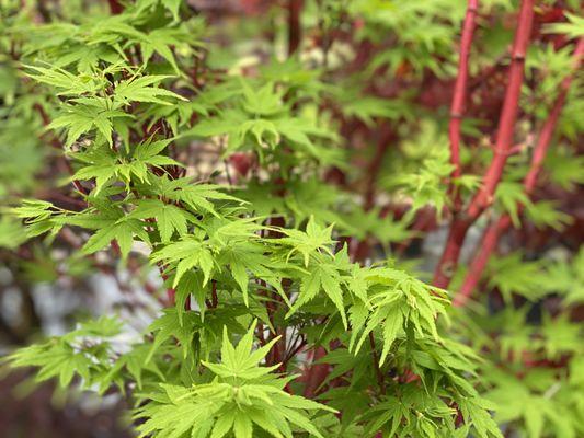 Coral Bark Japanese Maple