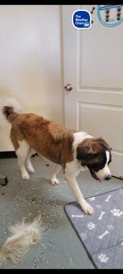 Here's Lilly! St. Bernard