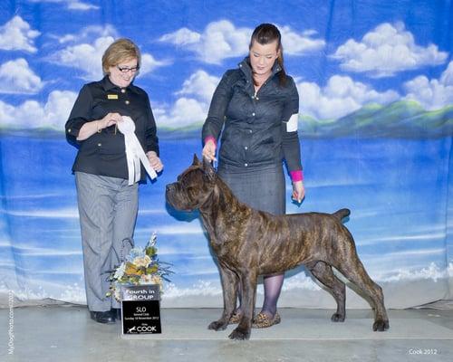 Jack Jack was the #3 Cane Corso in the country and he is a proud patient at Analy Veterinary Hospital