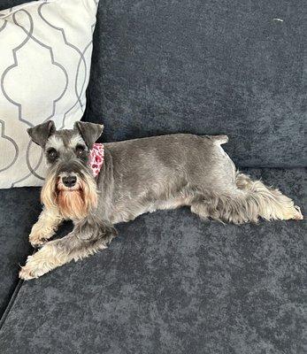 Harper home from her spa day with her cute pink heart scarf. Matches her pink collar