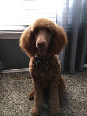 Edgar's first poodle cut