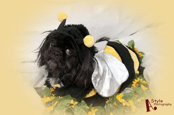 Halloween Pet Photos