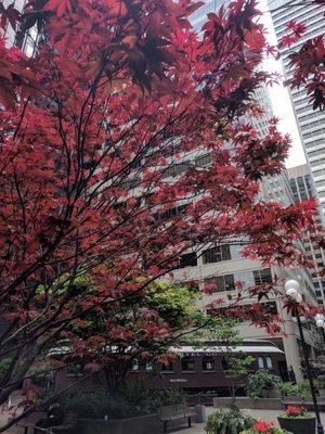 Spring foliage and a glimpse of the train car