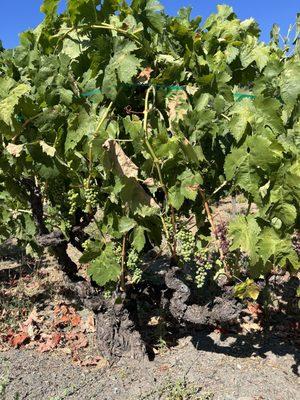 Ancient vines Zinfandel at Wellington