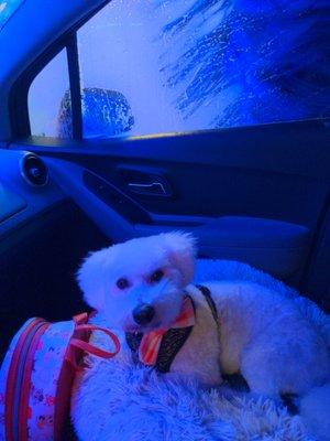 Wally enjoying the car wash