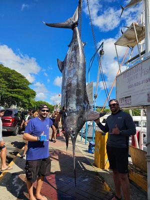 Pacific Blue Marlin