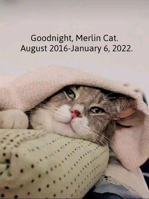 Merlin Cat - Aug 2016-Jan 2022.  Thank you, Del Ray Animal Hospital for taking care of him.