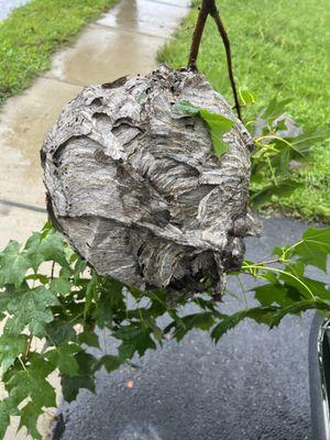 Bald faced hornet's nest