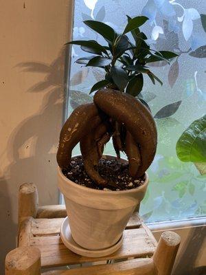 Ginseng ficus