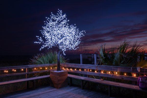 This pure white LED cherry tree was installed for a beach wedding.