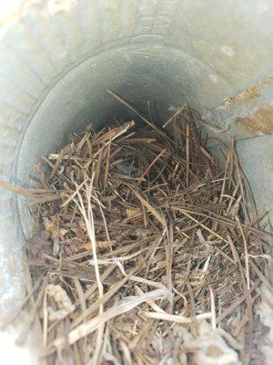 Birds love to build nests in dryer vents