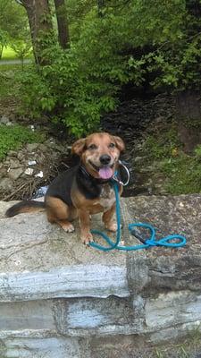 Buddy having fun at the Park