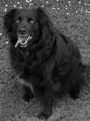 Handsome, fluffy, perhaps a wee bit chubby doggo