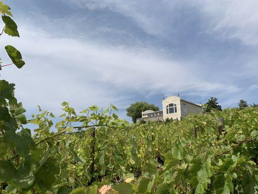 Beautiful vinyards and a tasting room where you can sample some of their unique wines.